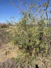 Prosopis articulata