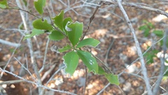 Schaefferia frutescens