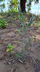 Oenothera mollissima