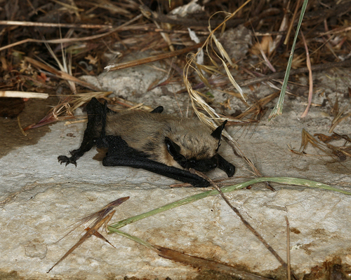 Canyon Bat
