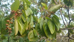 Citharexylum spinosum