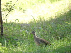Nothoprocta pentlandii
