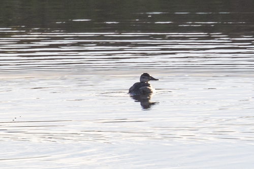 iNaturalist observation photo of Ruddy Duck