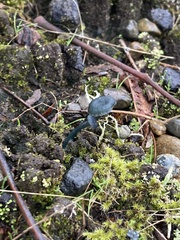 Arrhenia chlorocyanea