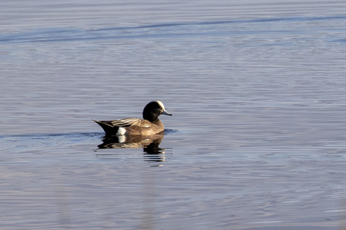 iNaturalist observation photo of American Wigeon