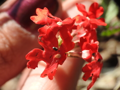 Glandularia peruviana
