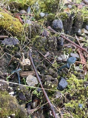 Arrhenia chlorocyanea