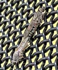 Anabarhynchus misellus