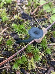 Arrhenia chlorocyanea