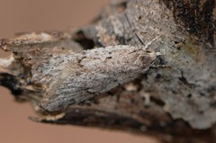Semioscopis megamicrella