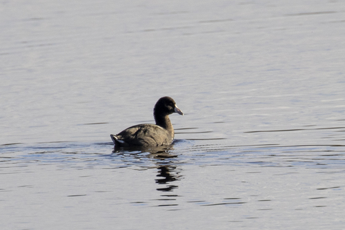 iNaturalist observation photo of American Coot