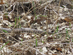 Pantherophis ramspotti