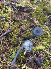 Arrhenia chlorocyanea