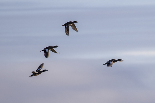 iNaturalist observation photo of American Wigeon
