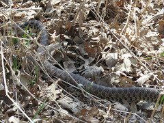 Pantherophis ramspotti