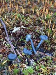 Arrhenia chlorocyanea