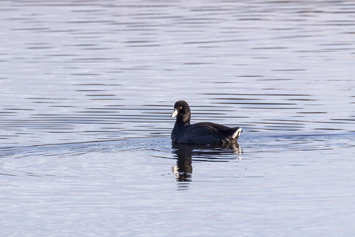 iNaturalist observation photo of American Coot