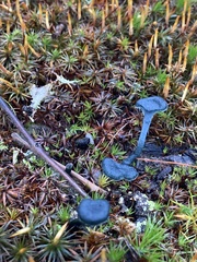 Arrhenia chlorocyanea