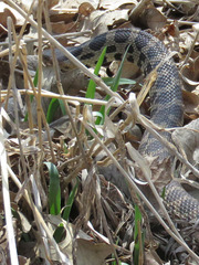 Pantherophis ramspotti