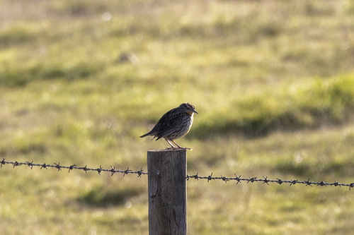 iNaturalist observation photo of Western Meadowlark