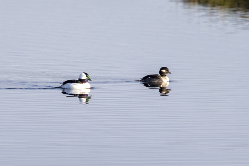 iNaturalist observation photo of Bufflehead