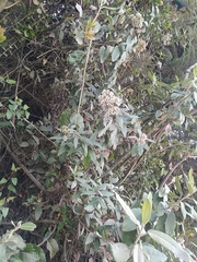 Ageratina asclepiadea