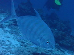 Ferdauia ferdau