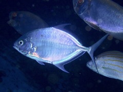 Ferdauia ferdau