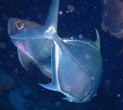 Ferdauia ferdau
