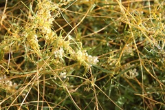 Cuscuta cuspidata