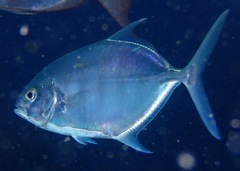 Ferdauia ferdau