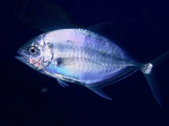 Ferdauia ferdau