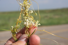 Cuscuta cuspidata