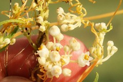 Cuscuta cuspidata