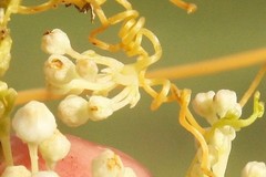 Cuscuta cuspidata