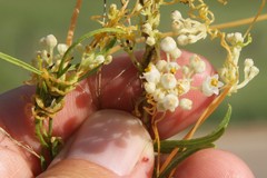 Cuscuta cuspidata