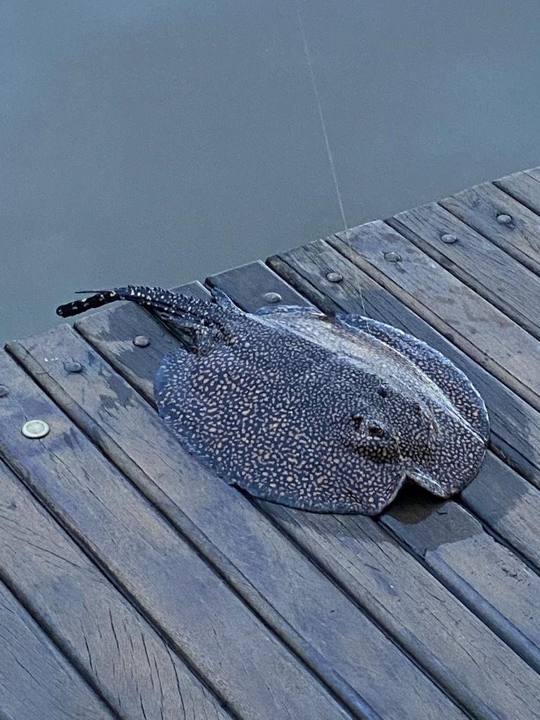 Great Freshwater Stingray
