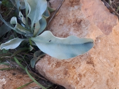 Cynoglossum cheirifolium