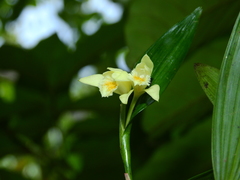 Sobralia bletiae