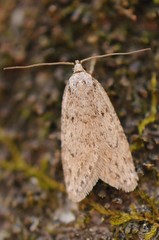 Semioscopis megamicrella