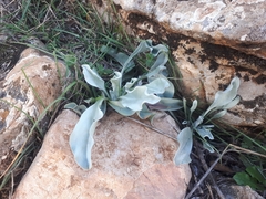 Cynoglossum cheirifolium
