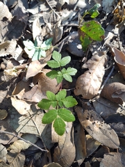 Rhus aromatica aromatica