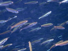 Dipterygonotus balteatus