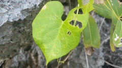 Ipomoea violacea