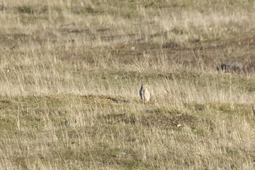 iNaturalist observation photo of Burrowing Owl