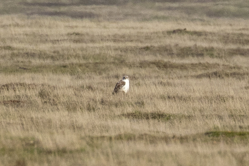 iNaturalist observation photo of Ferruginous Hawk