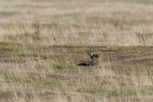 iNaturalist observation photo of California Ground Squirrel