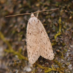 Semioscopis megamicrella