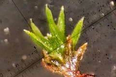 Trichostomum crispulum