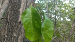 Citharexylum spinosum